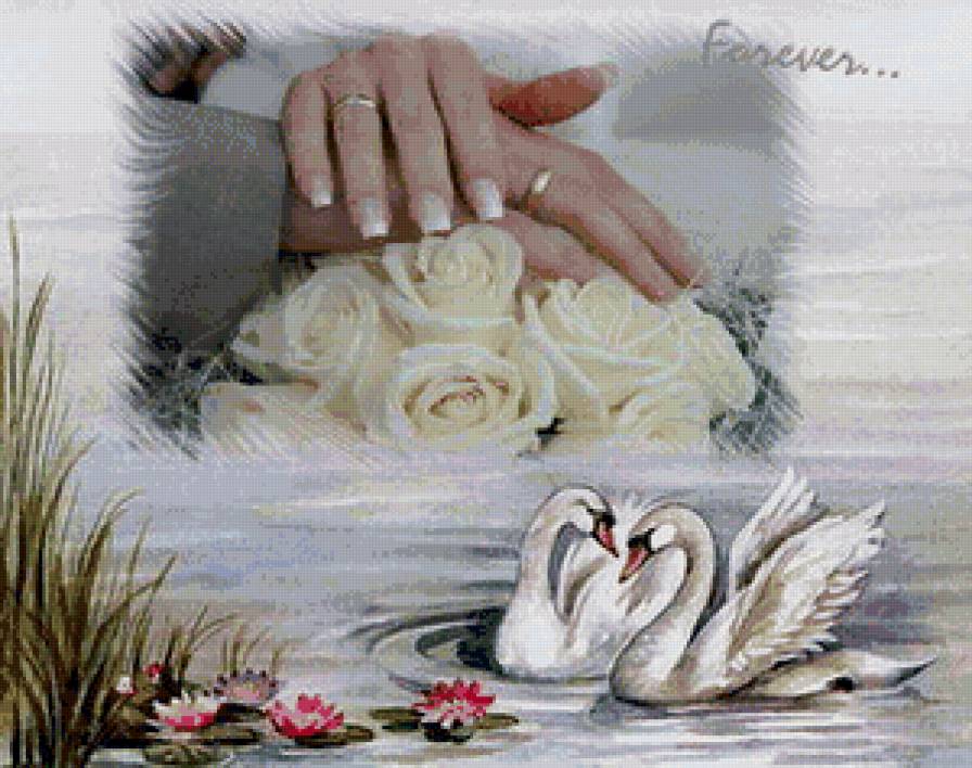 навсегда - пара, лебеди, любовь - предпросмотр