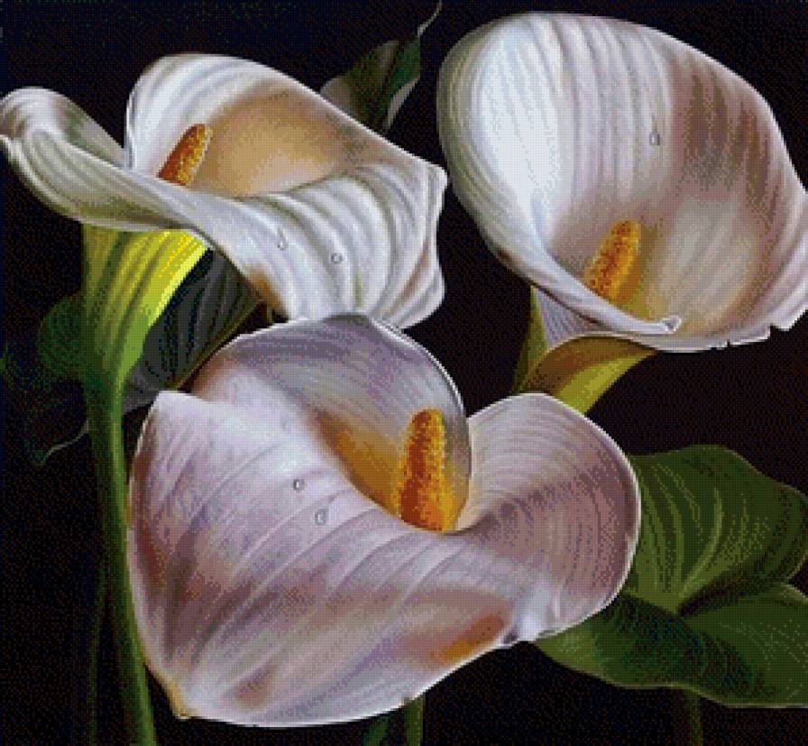 Каллы - природа, цветы - предпросмотр