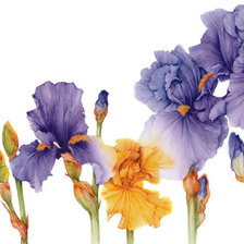 Схема вышивки «панно с ирисами»