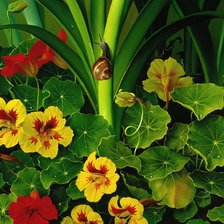 Схема вышивки «настурции»