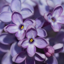 Схема вышивки «№649896»