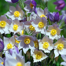 Схема вышивки «№649905»