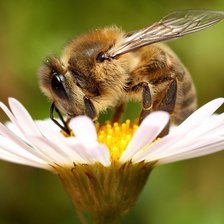 Схема вышивки «пчела на цветке»