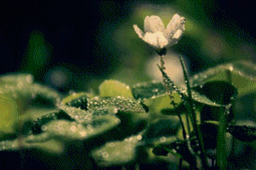 цветок в росе - цветок, роса - предпросмотр