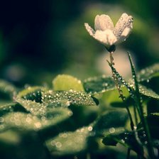 Схема вышивки «цветок в росе»