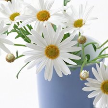 Схема вышивки «ромашки»