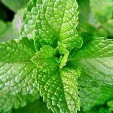 Схема вышивки «мята»