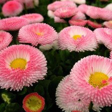 Схема вышивки «маргоритки»