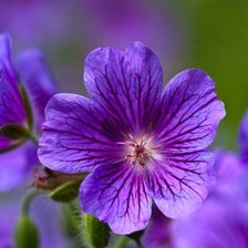 Схема вышивки «цветок»