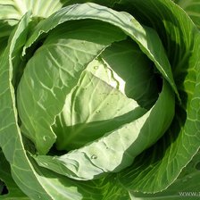 Схема вышивки «капуста»