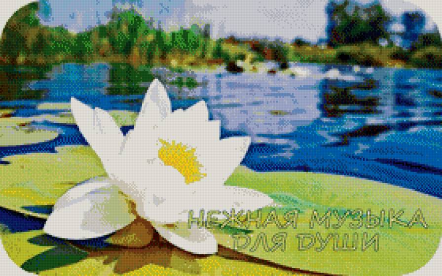 лотос - цветы, лотосы - предпросмотр