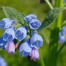 Схема вышивки «колокончики»