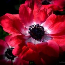 Схема вышивки «алый цветок»