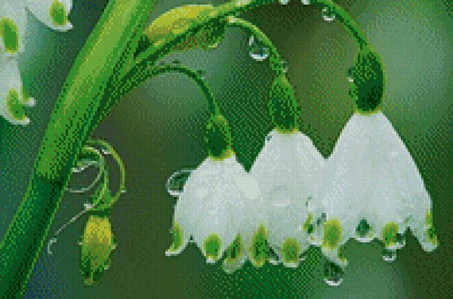 в росе ландыш - цветок, роса, ландыш, капли - предпросмотр