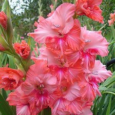 Схема вышивки «гладиоус»