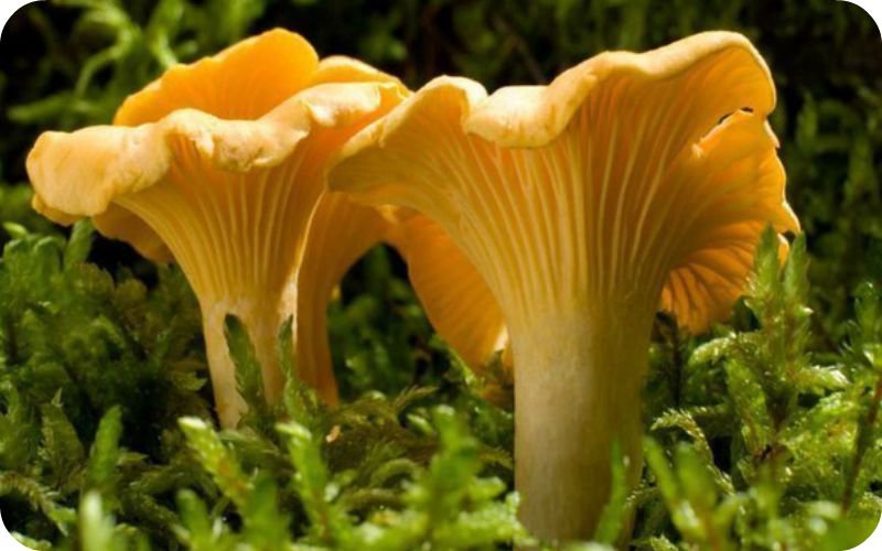 грибы лисички - грибы - оригинал