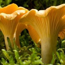 Схема вышивки «грибы лисички»