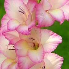 Схема вышивки «гладиоус»