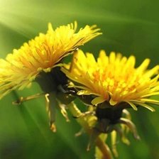 Схема вышивки «одуванчик»