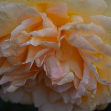 Схема вышивки «Sahara Rose»