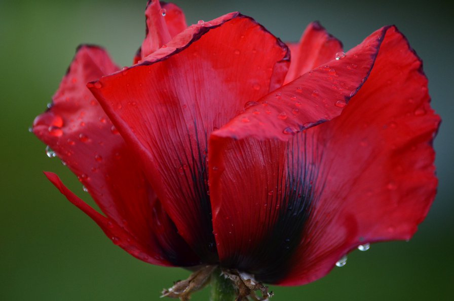 Мак - оригинал