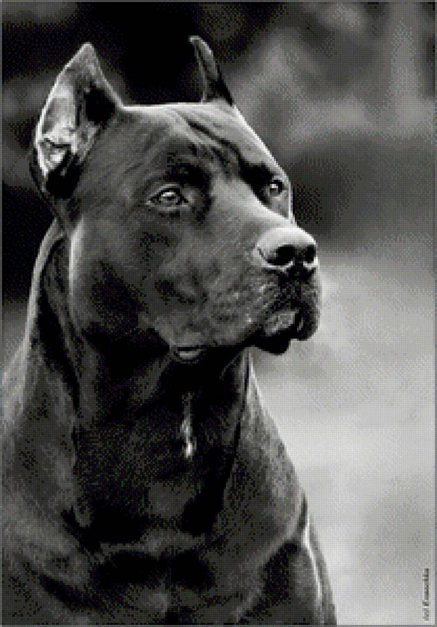 Питбуль - черно-белое, сила, собака, питбуль - предпросмотр
