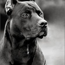 Схема вышивки «Питбуль»