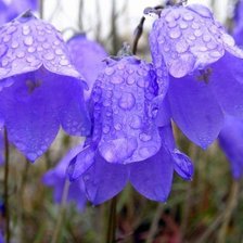 Схема вышивки «с»