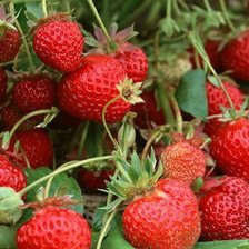 Схема вышивки «клубника»