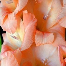 Схема вышивки «гладиоус»