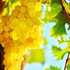 Виноградная лоза