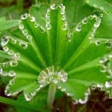 Схема вышивки «роса на листе»