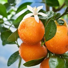 Схема вышивки «Апельсиновое дерево»