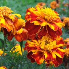 Схема вышивки «чернобрывцы»