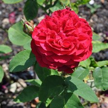 Схема вышивки «English Rose»