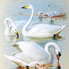 Схема вышивки «лебеди»