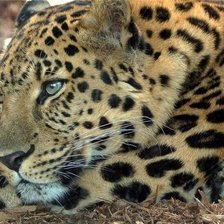 Схема вышивки «леопард.»