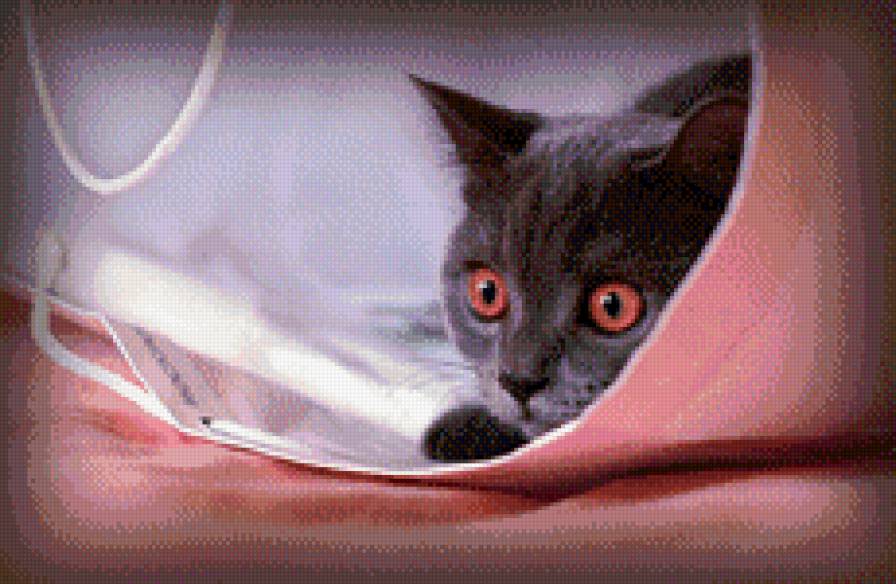 Кот в мешке - кот, домашние животные - предпросмотр