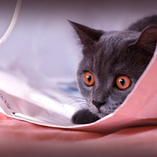 Схема вышивки «Кот в мешке»