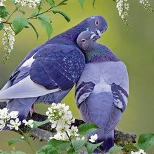 Схема вышивки «Голуби»