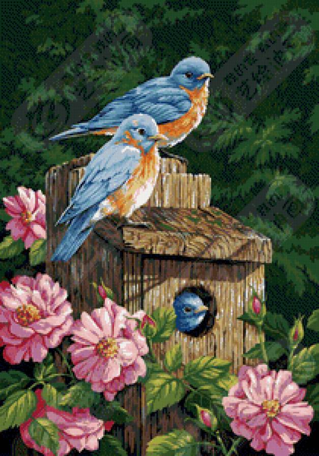 Серия птицы - природа, птицы - предпросмотр