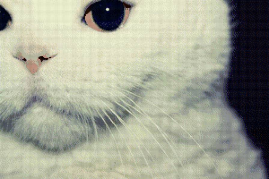 Белый кот - животные, кот - предпросмотр