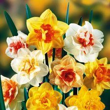 Схема вышивки «Нарцисс»