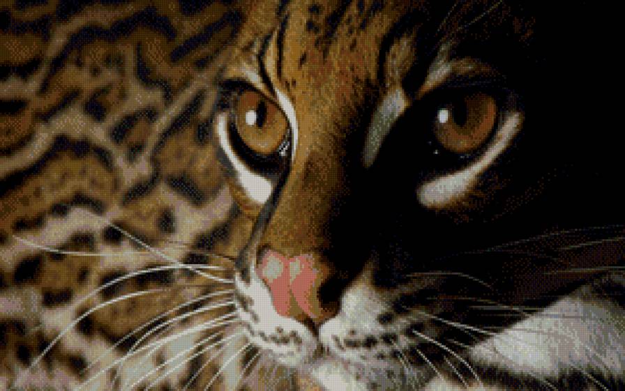 Оцелот - дикие кошки, кошки - предпросмотр