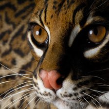 Схема вышивки «Оцелот»