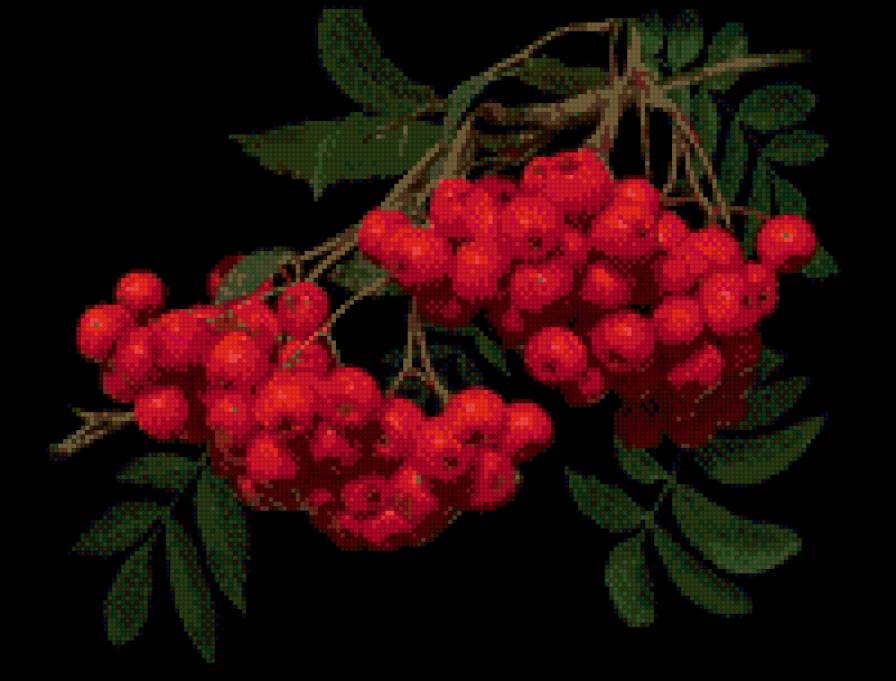 Рябина - рябина, на черном фоне - предпросмотр