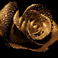 Схема вышивки «Золотая роза»