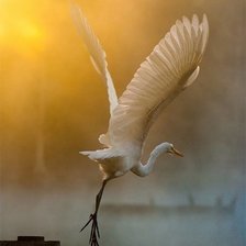 Схема вышивки «В полете»