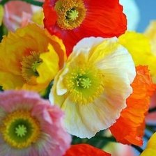 Схема вышивки «Цветы»