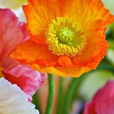 Схема вышивки «Цветы»